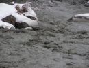 Purge Barrage des Toules F  vrier 2010 028